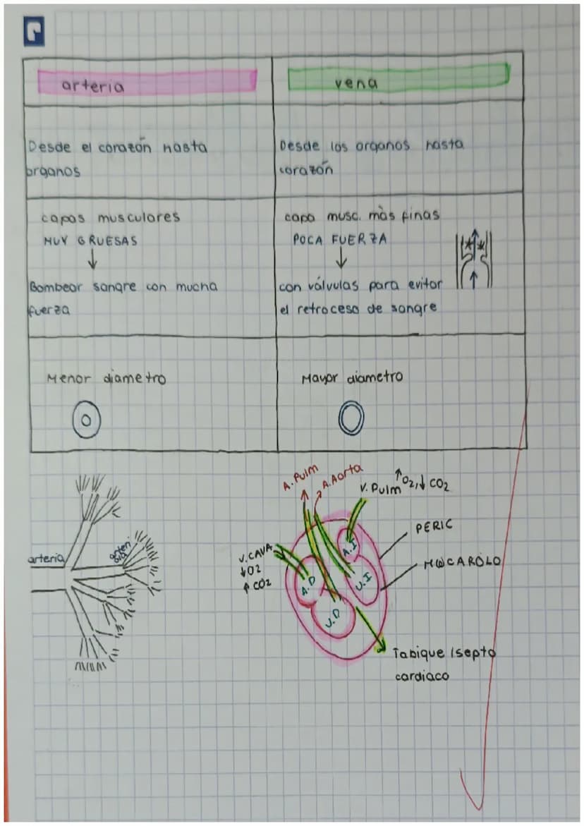 4
y
cnutricion 2
aparatos
C
с
e X
ARTEREA
ap.digest NUTR
ap resp 02
1
transporte
Nutrientes
gases
Hormonas
anticuerpos
sust desecho
C
SANGRE