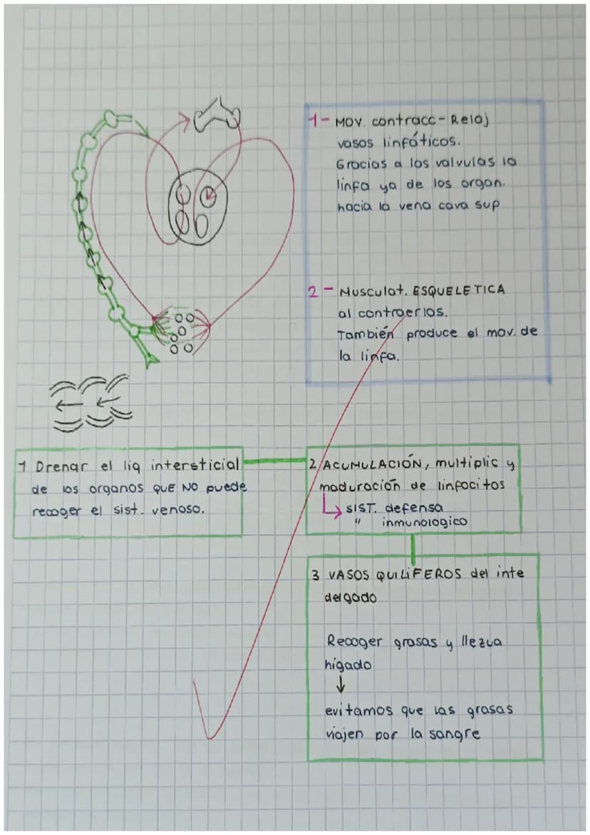 4
y
cnutricion 2
aparatos
C
с
e X
ARTEREA
ap.digest NUTR
ap resp 02
1
transporte
Nutrientes
gases
Hormonas
anticuerpos
sust desecho
C
SANGRE