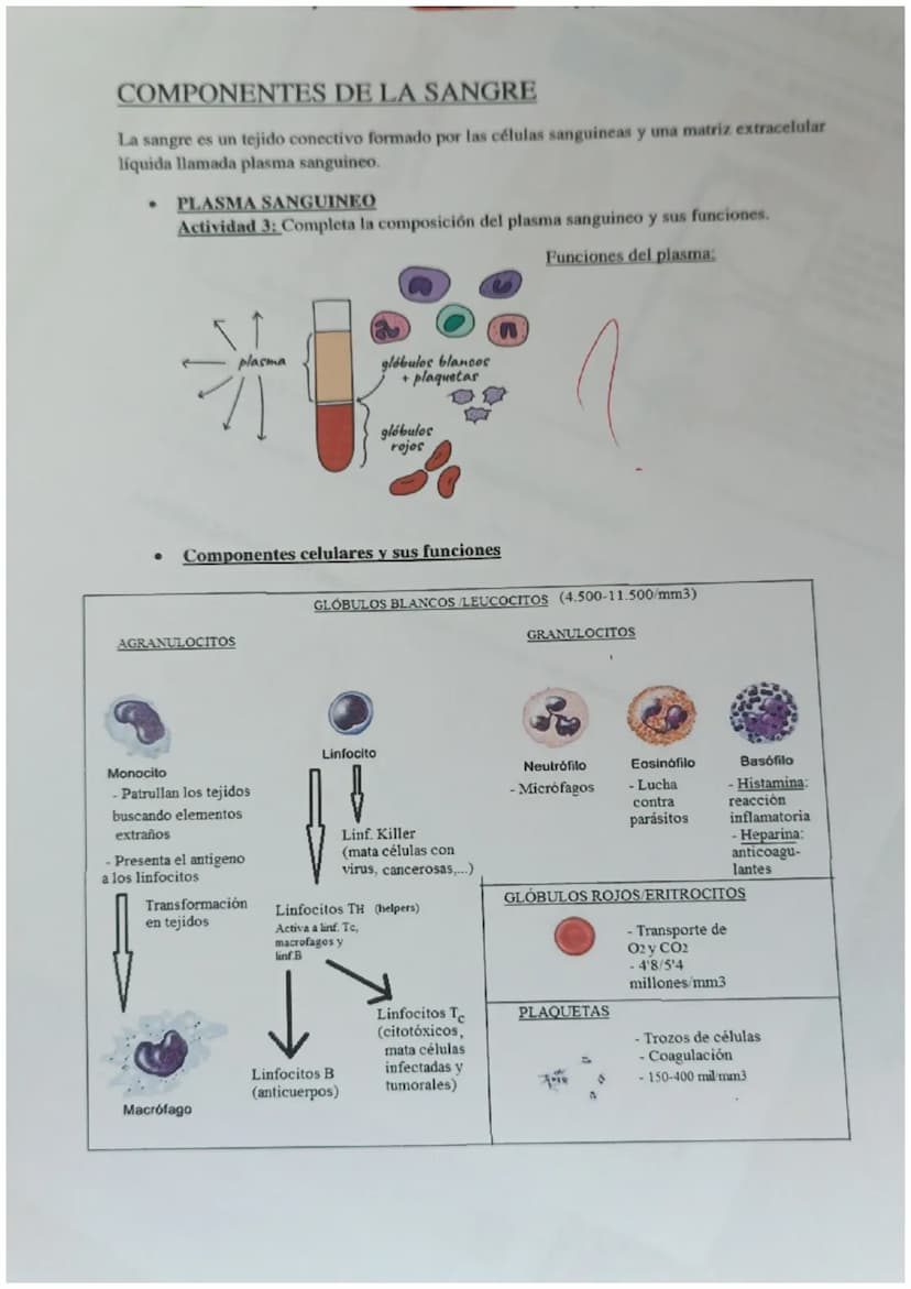 4
y
cnutricion 2
aparatos
C
с
e X
ARTEREA
ap.digest NUTR
ap resp 02
1
transporte
Nutrientes
gases
Hormonas
anticuerpos
sust desecho
C
SANGRE