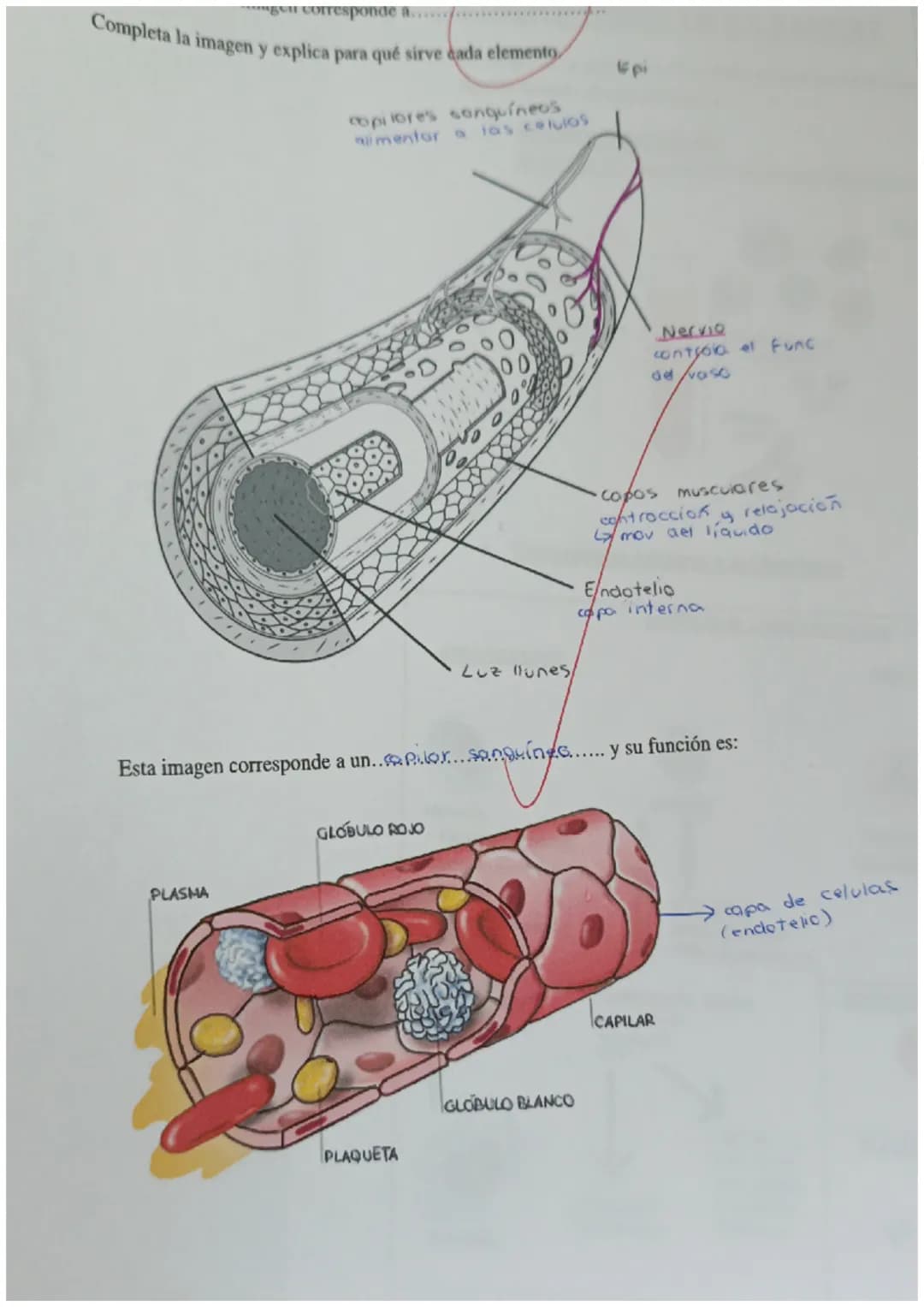4
y
cnutricion 2
aparatos
C
с
e X
ARTEREA
ap.digest NUTR
ap resp 02
1
transporte
Nutrientes
gases
Hormonas
anticuerpos
sust desecho
C
SANGRE