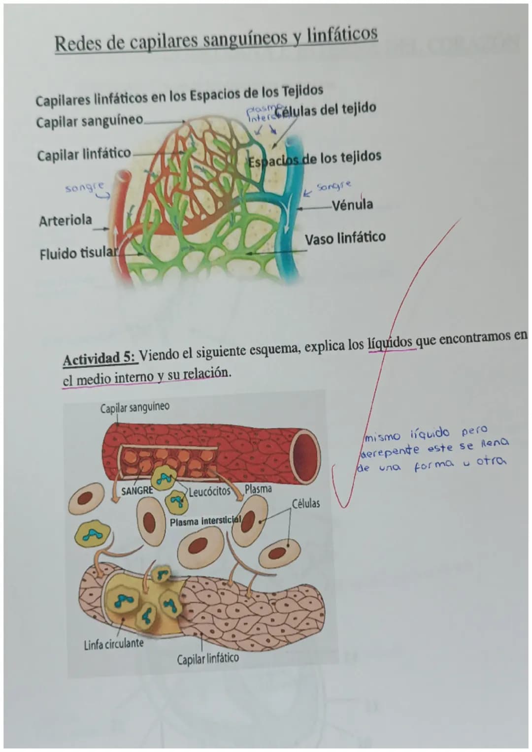 4
y
cnutricion 2
aparatos
C
с
e X
ARTEREA
ap.digest NUTR
ap resp 02
1
transporte
Nutrientes
gases
Hormonas
anticuerpos
sust desecho
C
SANGRE