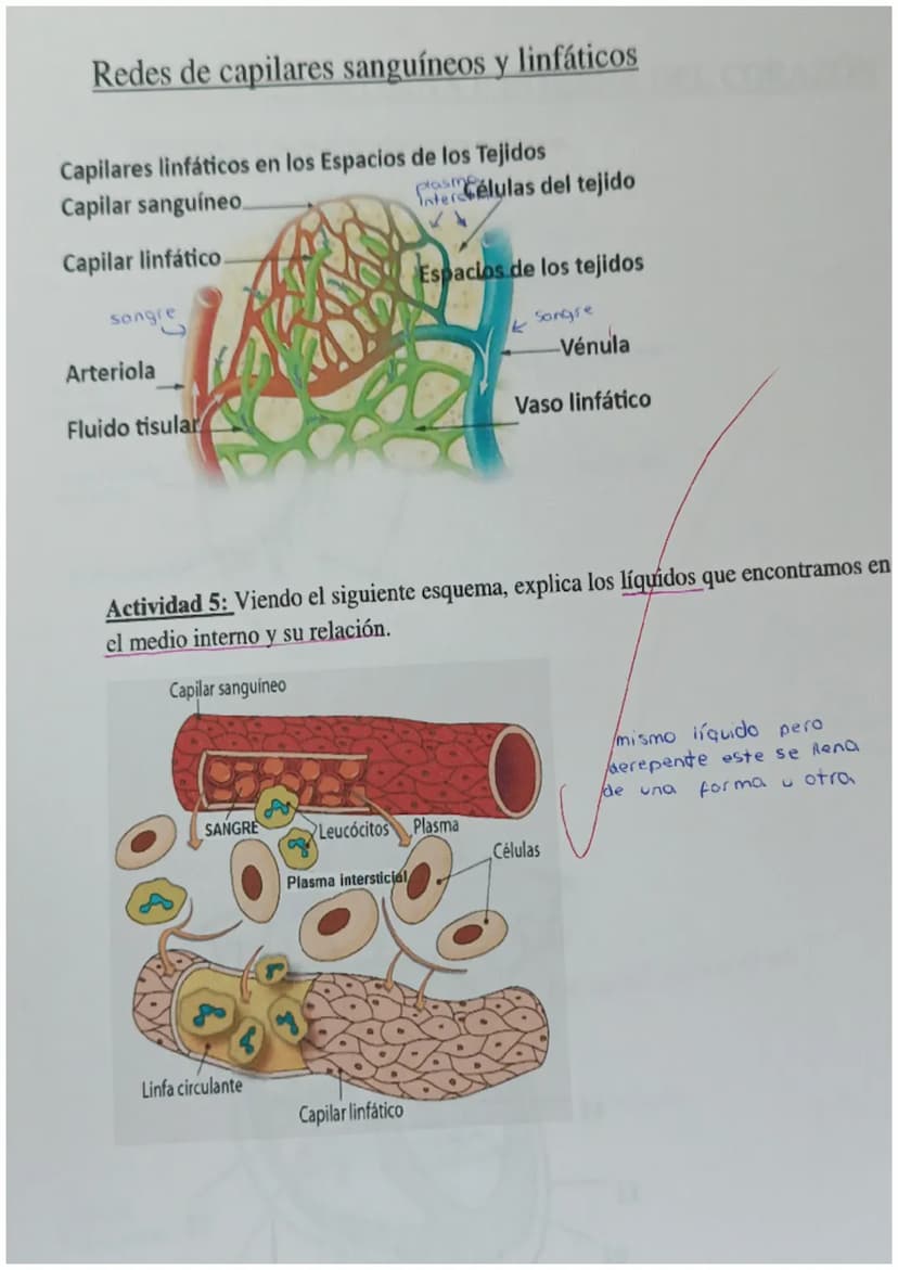 4
y
cnutricion 2
aparatos
C
с
e X
ARTEREA
ap.digest NUTR
ap resp 02
1
transporte
Nutrientes
gases
Hormonas
anticuerpos
sust desecho
C
SANGRE