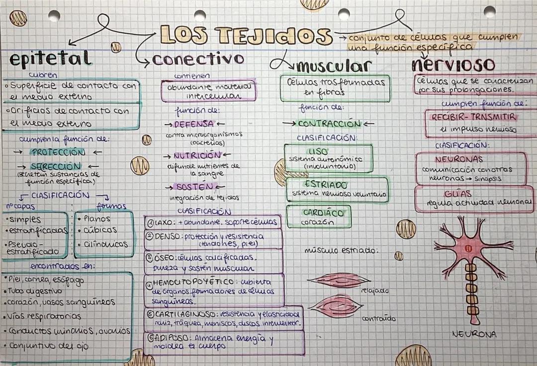 ¿Qué hacen el epitelio, los tejidos conectivos y las células nerviosas?