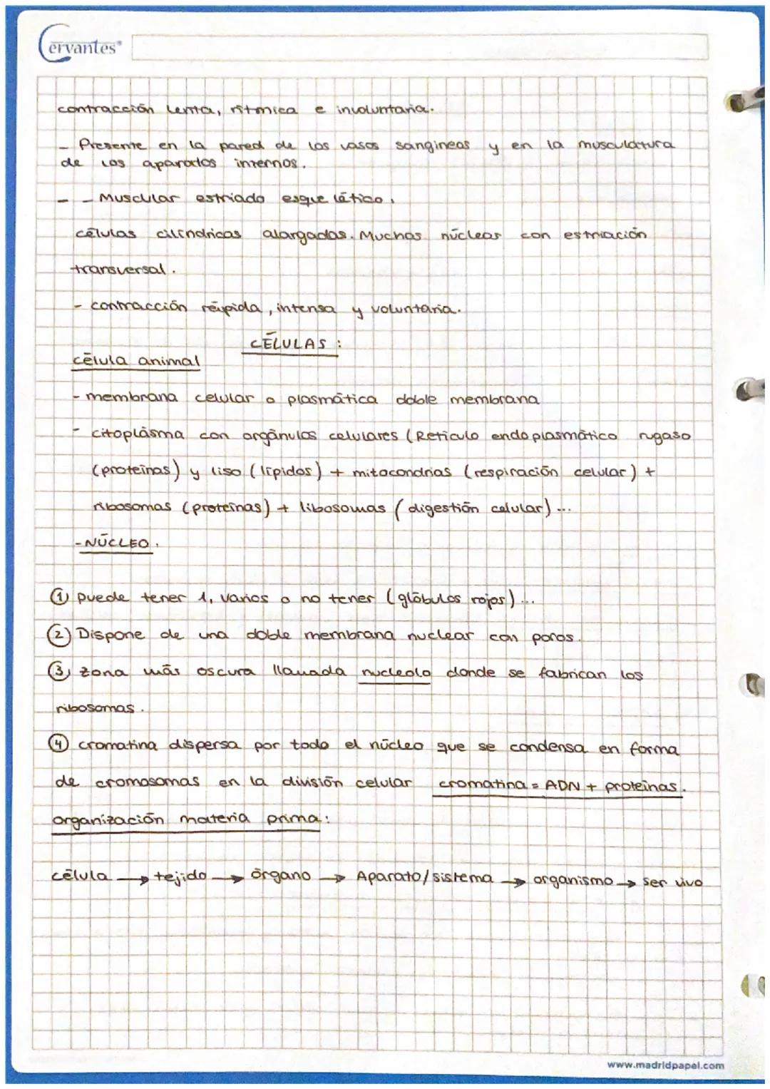 Cervantes Biologra. Tejidos.

5) SANGRE

TEJIDOS

- Matriz Huida + células sanguineas

- Matrit Plasma

células sanguineas globulos rojas (E