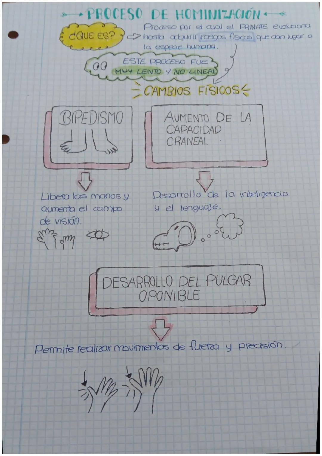 →PROCESO DE HOMINIZACIÓN
Proceso por el cual el PRINATE evoluciona
¿QUE ES? hasta adquirir rasgos fisicos que dan lugar a
00
la especie huma