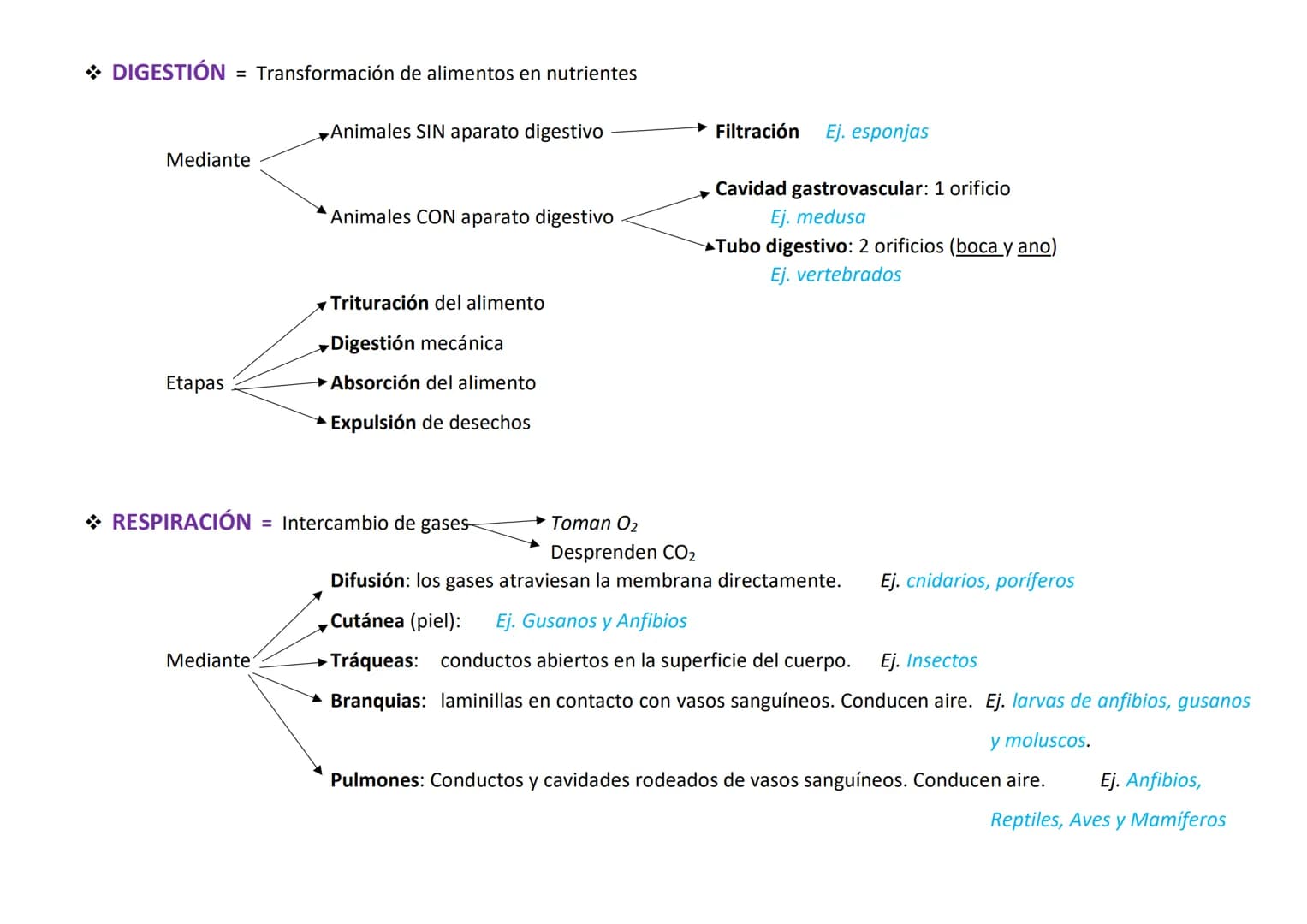 Lo forman organismos eucariotas, pluricelulares y heterótrofos.
Se caracterizan por:
●
CARACTERÍSTICAS DE LOS ANIMALES
Su variedad de formas