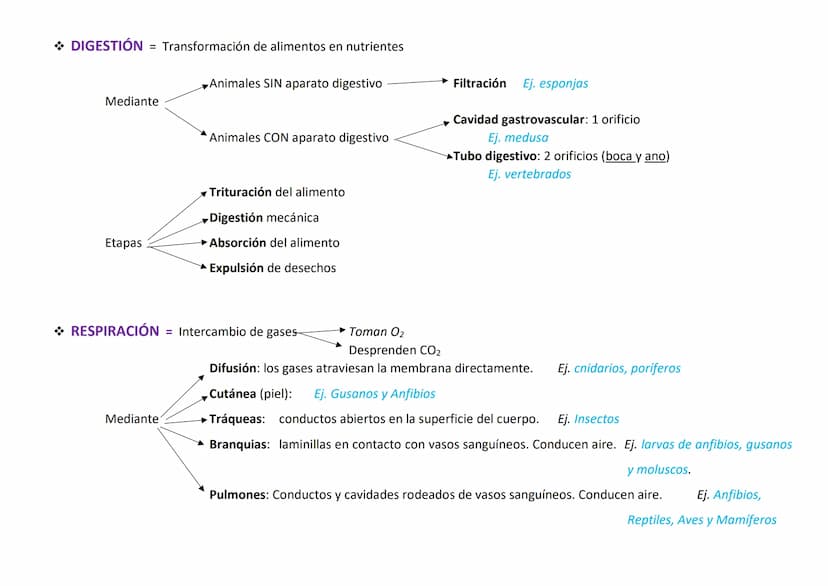 Lo forman organismos eucariotas, pluricelulares y heterótrofos.
Se caracterizan por:
●
CARACTERÍSTICAS DE LOS ANIMALES
Su variedad de formas