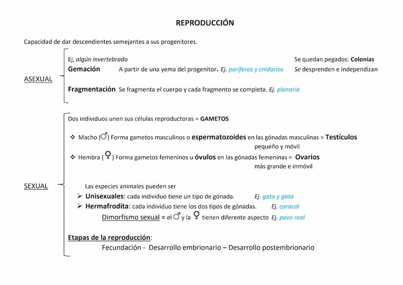 Lo forman organismos eucariotas, pluricelulares y heterótrofos.
Se caracterizan por:
●
CARACTERÍSTICAS DE LOS ANIMALES
Su variedad de formas