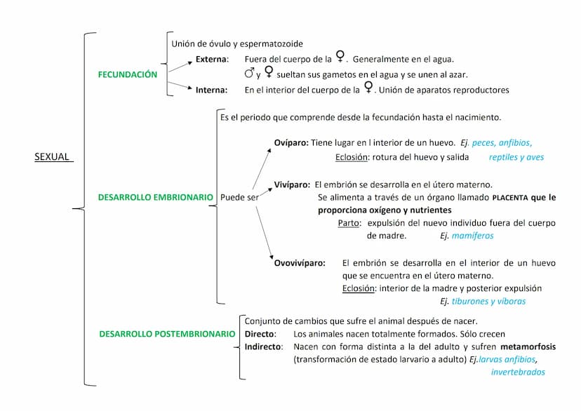 Lo forman organismos eucariotas, pluricelulares y heterótrofos.
Se caracterizan por:
●
CARACTERÍSTICAS DE LOS ANIMALES
Su variedad de formas