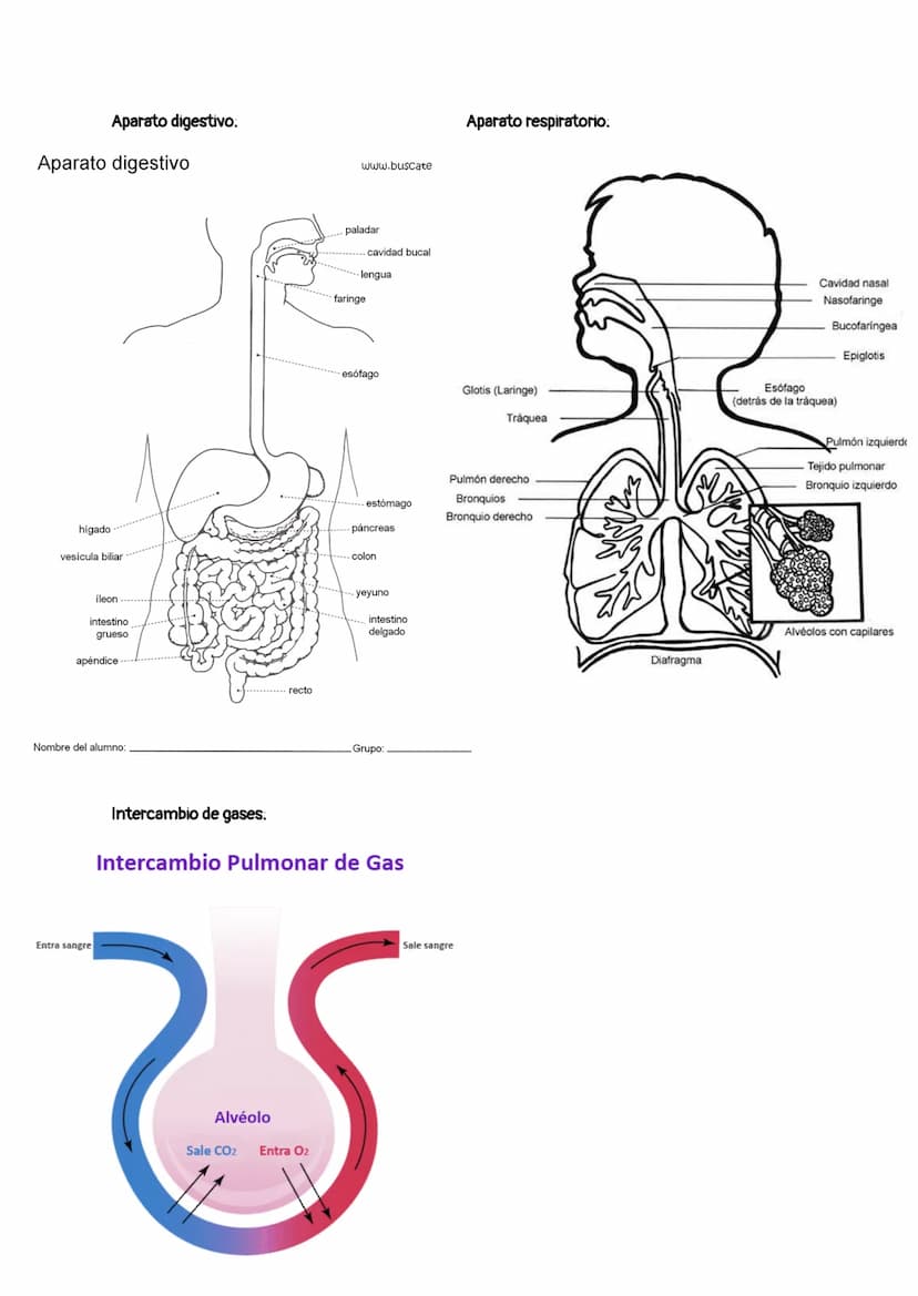 1.
-
3. APARATOS PARA LA FUNCIÓN DE NUTRICIÓN
Aparato digestivo: F(x)→→ Digerir los alimentos y absorber los nutrientes.
1.1.
Tubo digestivo