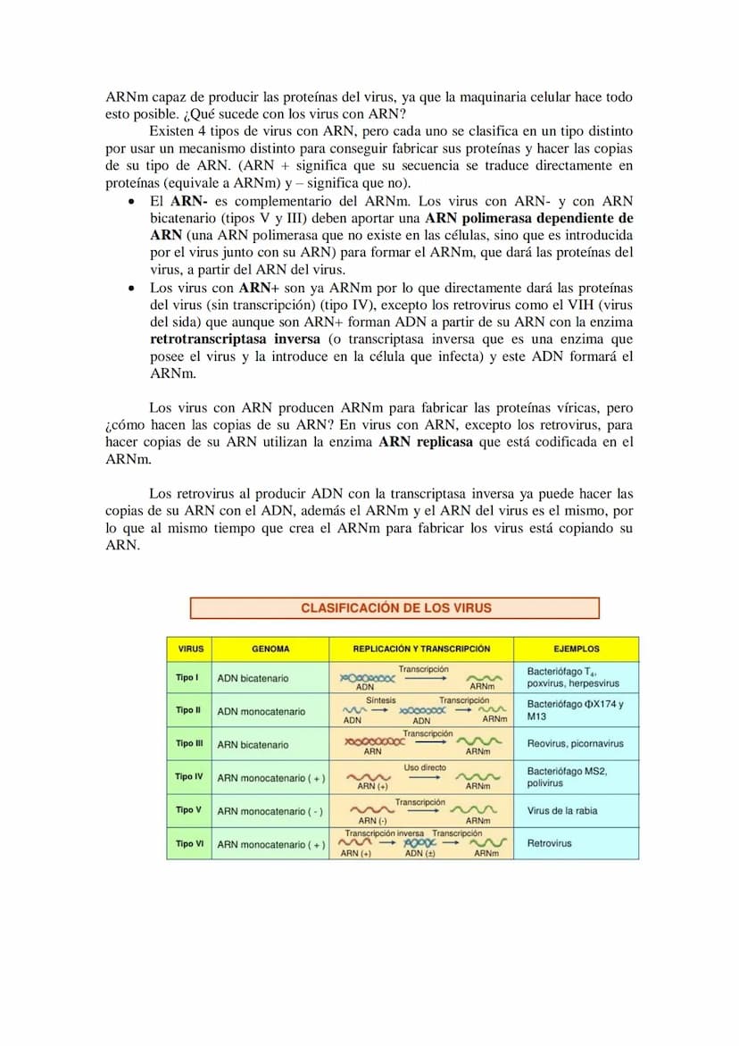 TEMA 16 LOS MICROORGANISMOS
1.- Concepto de microorganismo.
2.- Clasificación de los microorganismos (protozoos, algas y hongos unicelulares
