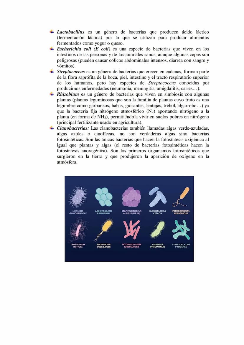 TEMA 16 LOS MICROORGANISMOS
1.- Concepto de microorganismo.
2.- Clasificación de los microorganismos (protozoos, algas y hongos unicelulares