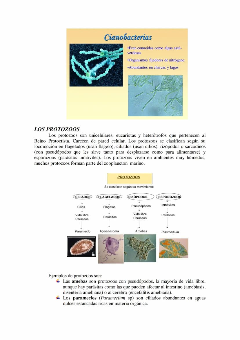 TEMA 16 LOS MICROORGANISMOS
1.- Concepto de microorganismo.
2.- Clasificación de los microorganismos (protozoos, algas y hongos unicelulares