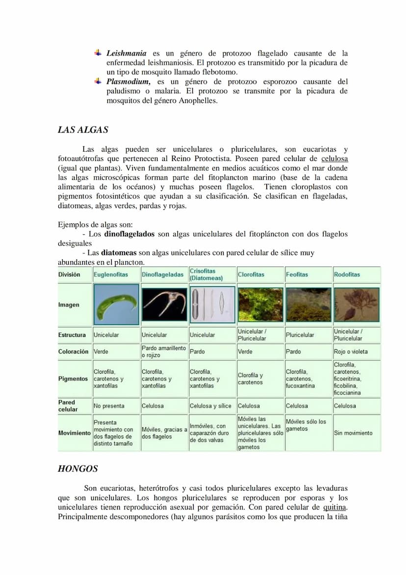 TEMA 16 LOS MICROORGANISMOS
1.- Concepto de microorganismo.
2.- Clasificación de los microorganismos (protozoos, algas y hongos unicelulares