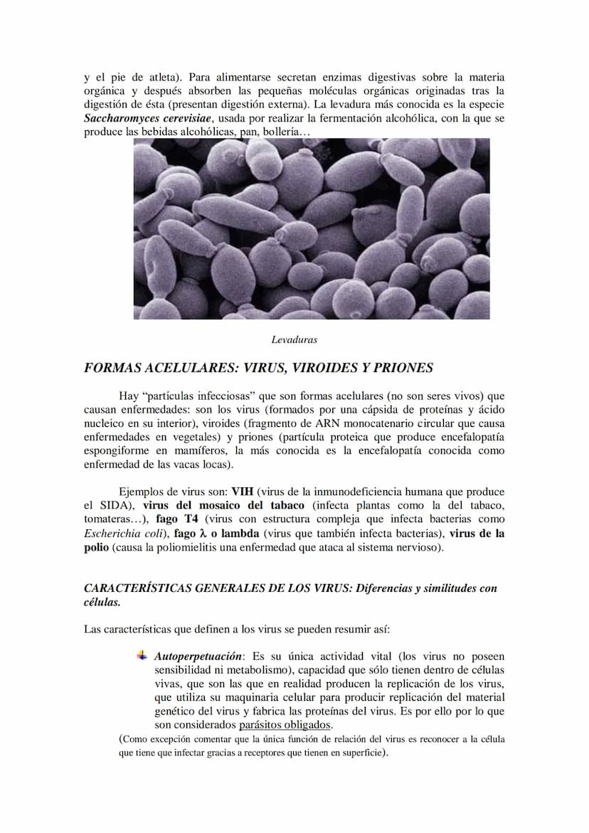 TEMA 16 LOS MICROORGANISMOS
1.- Concepto de microorganismo.
2.- Clasificación de los microorganismos (protozoos, algas y hongos unicelulares