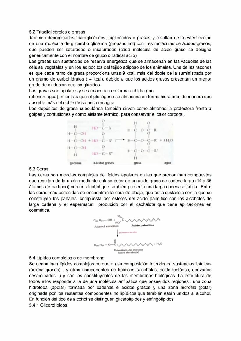 TEMA 4: BIOQUÍMICA
1. LA COMPOSICIÓN DE LOS SERES VIVOS.
Todos los seres vivos que ves a tu alrededor están formados por la combinación
fund
