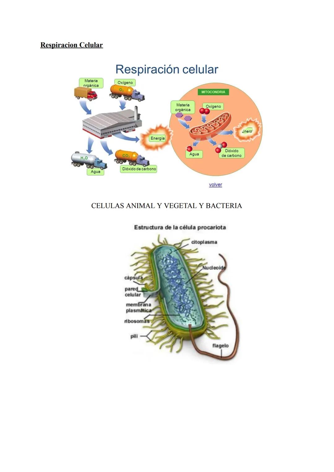 # TEMA 1:LOS NIVELES DE ORGANIZACIÓN

¿Qué es la anatomía?

-Del griego "anatome", significa "corte, disección"

-Ciencia que estudia las es