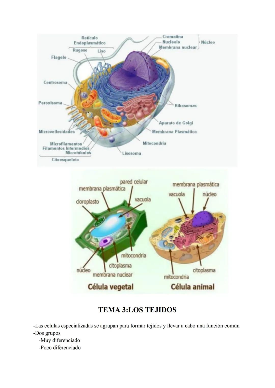 # TEMA 1:LOS NIVELES DE ORGANIZACIÓN

¿Qué es la anatomía?

-Del griego "anatome", significa "corte, disección"

-Ciencia que estudia las es