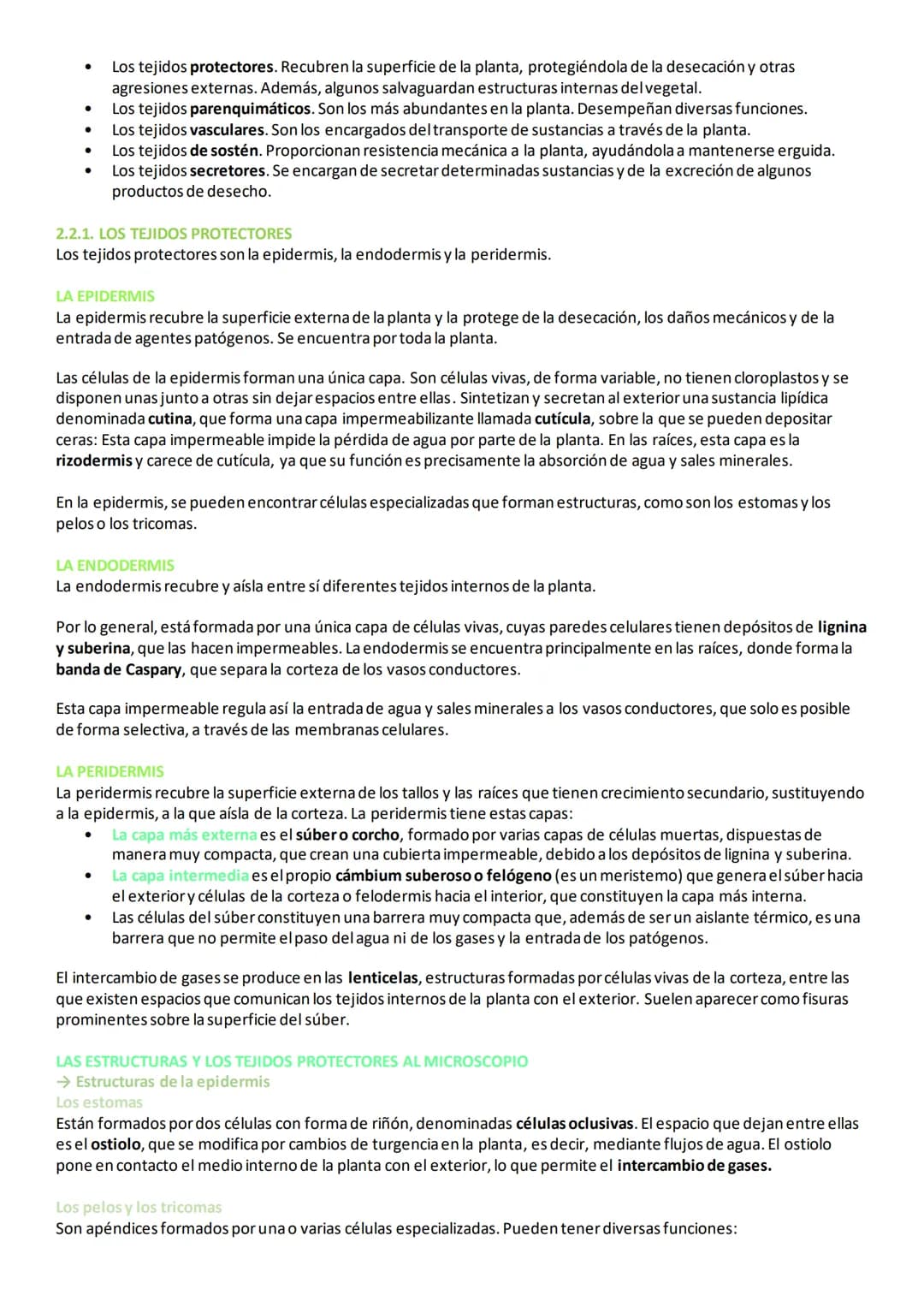 2. TEJIDOS VEGETALES
En las plantas, las células vegetales se diferencian y especializan para formar diferentes tipos de tejidos, necesarios