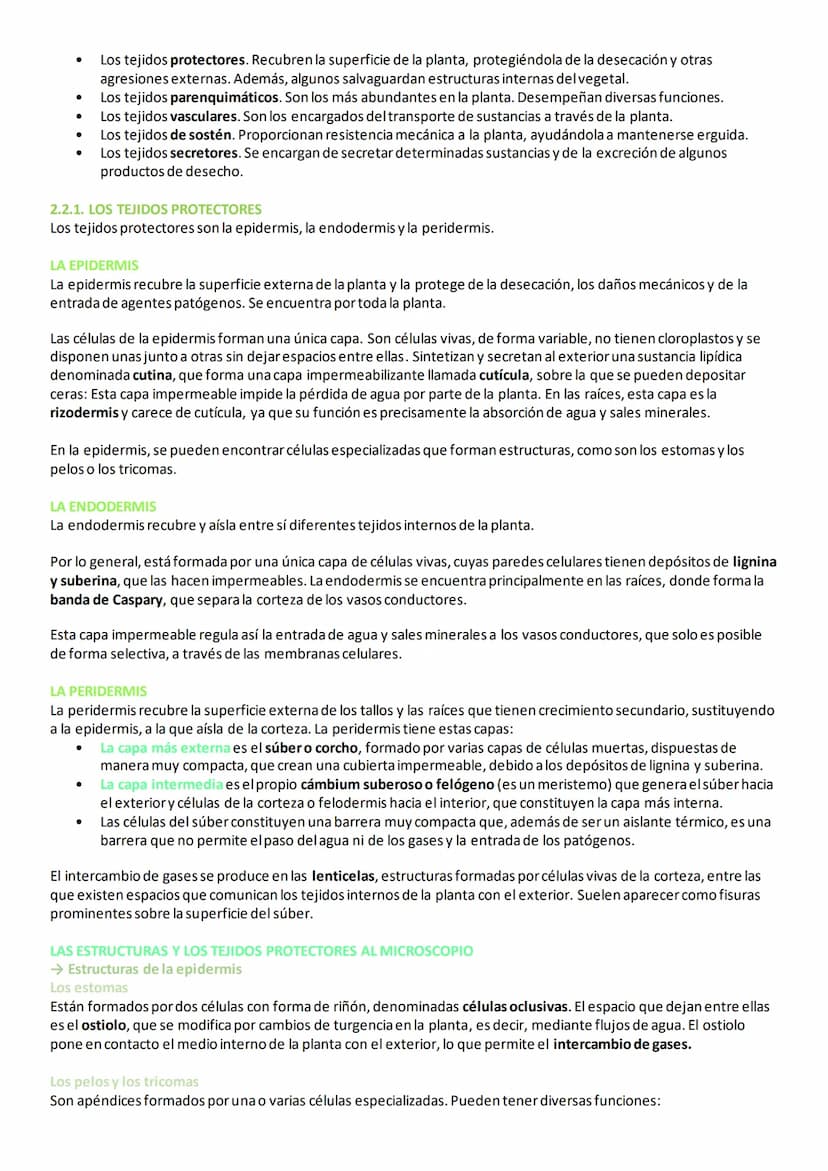 2. TEJIDOS VEGETALES
En las plantas, las células vegetales se diferencian y especializan para formar diferentes tipos de tejidos, necesarios