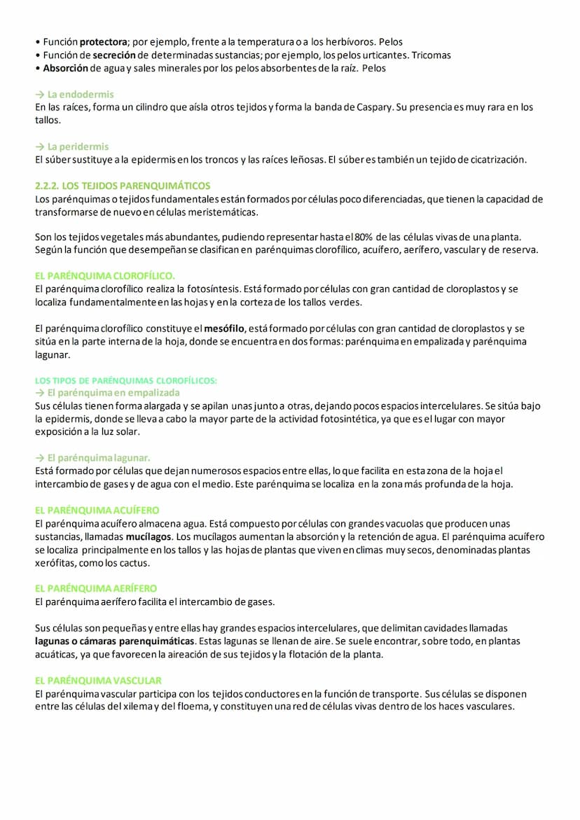 2. TEJIDOS VEGETALES
En las plantas, las células vegetales se diferencian y especializan para formar diferentes tipos de tejidos, necesarios
