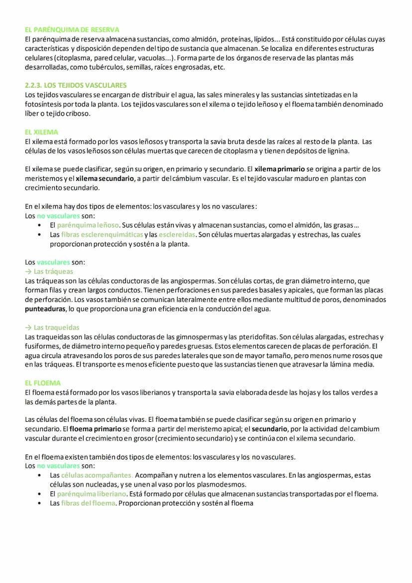 2. TEJIDOS VEGETALES
En las plantas, las células vegetales se diferencian y especializan para formar diferentes tipos de tejidos, necesarios