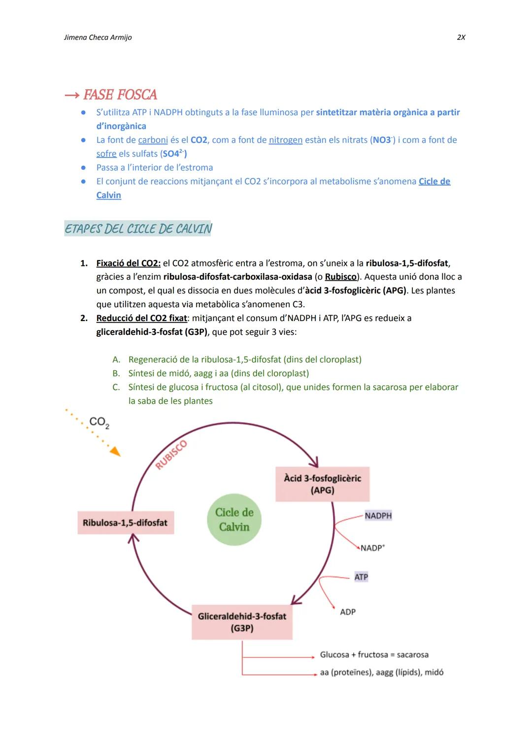 Jimena Checa Armijo

ANABOLISME AUTOTROF

Què és l'ANABOLISME? Via constructiva del metabolisme, és a dir, es fa una síntesi de
molècules co