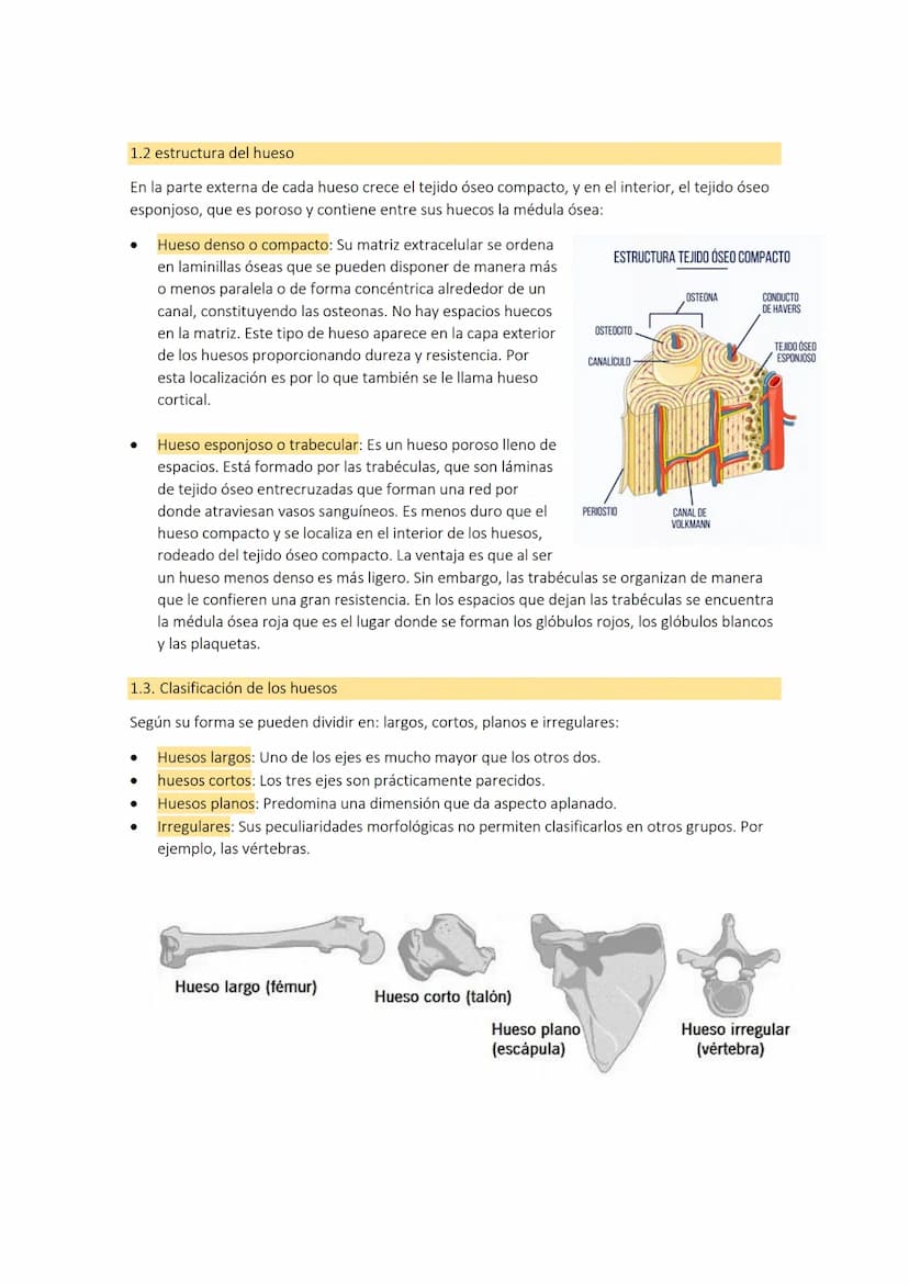TEMA 3: el
aparato
1. LOS HUESOS
El aparato locomotor o sistema musculoesquelético se compone de los huesos las
articulaciones, ligamentos, 