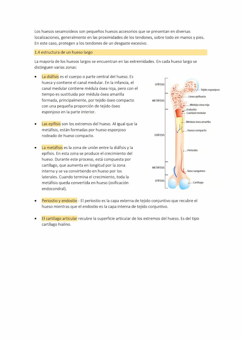 TEMA 3: el
aparato
1. LOS HUESOS
El aparato locomotor o sistema musculoesquelético se compone de los huesos las
articulaciones, ligamentos, 