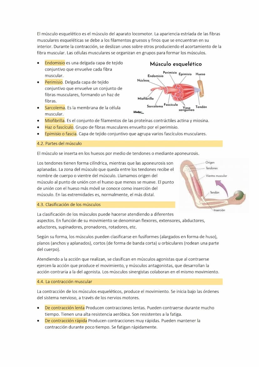 TEMA 3: el
aparato
1. LOS HUESOS
El aparato locomotor o sistema musculoesquelético se compone de los huesos las
articulaciones, ligamentos, 