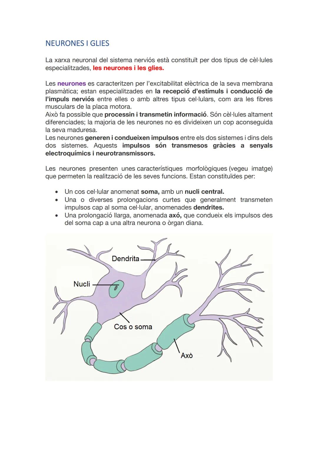 SISTEMA
NERVIÓS I
LES
NEURONES
CAI D 2021-2022 ÍNDEX
INTRODUCCIÓ
ANATOMIA I FISIOLOGIA DEL SISTEMA NERVIÓS.
NEURONES I GLIES.
SINAPSIS.
MIEL