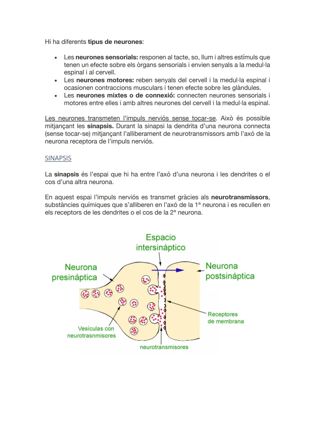 SISTEMA
NERVIÓS I
LES
NEURONES
CAI D 2021-2022 ÍNDEX
INTRODUCCIÓ
ANATOMIA I FISIOLOGIA DEL SISTEMA NERVIÓS.
NEURONES I GLIES.
SINAPSIS.
MIEL