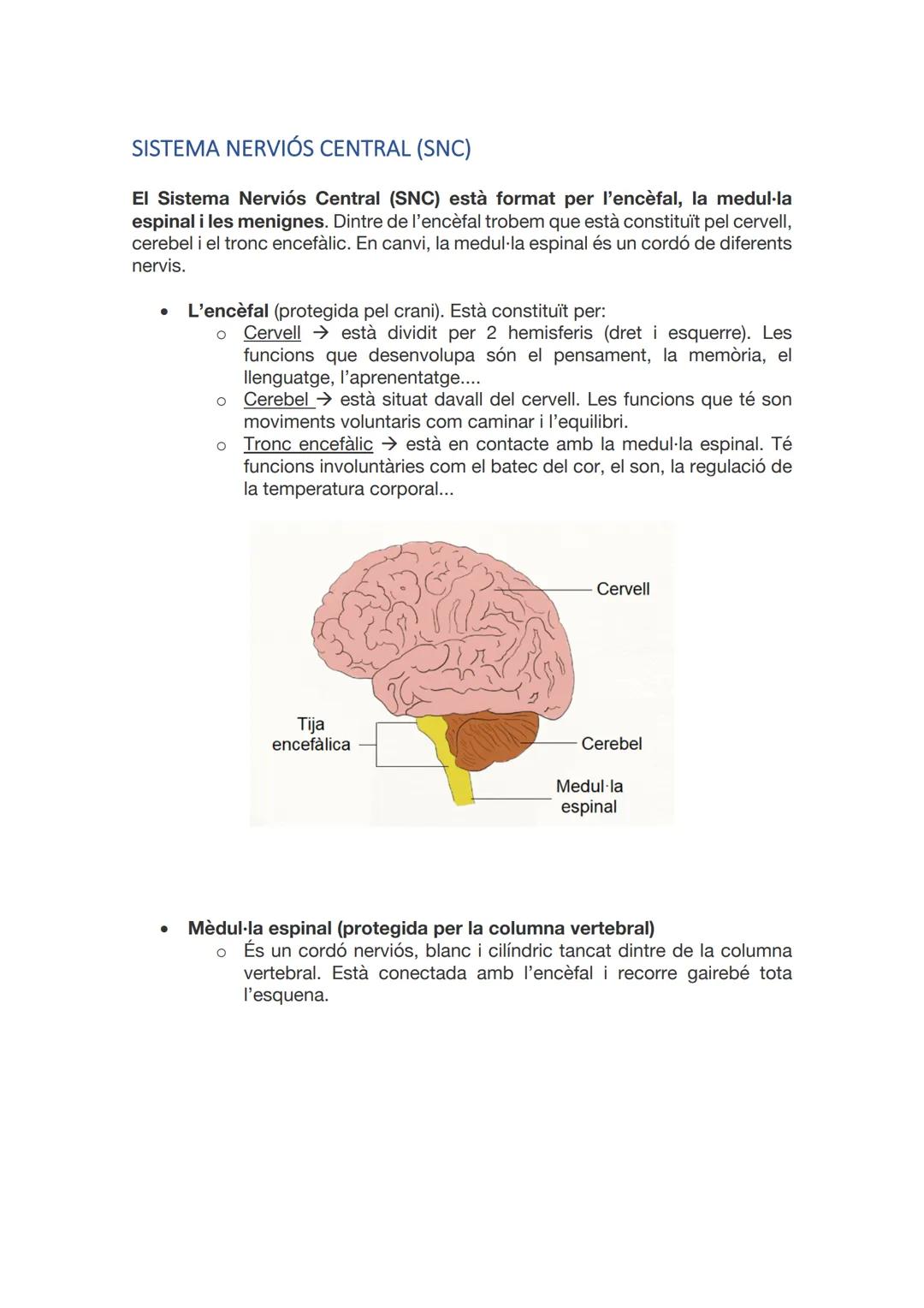 SISTEMA
NERVIÓS I
LES
NEURONES
CAI D 2021-2022 ÍNDEX
INTRODUCCIÓ
ANATOMIA I FISIOLOGIA DEL SISTEMA NERVIÓS.
NEURONES I GLIES.
SINAPSIS.
MIEL