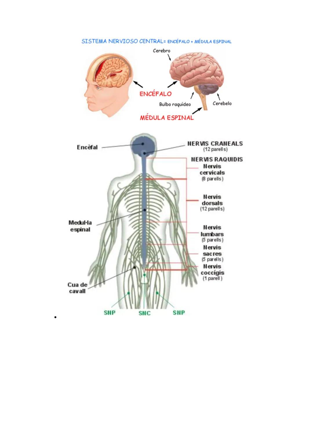 SISTEMA
NERVIÓS I
LES
NEURONES
CAI D 2021-2022 ÍNDEX
INTRODUCCIÓ
ANATOMIA I FISIOLOGIA DEL SISTEMA NERVIÓS.
NEURONES I GLIES.
SINAPSIS.
MIEL