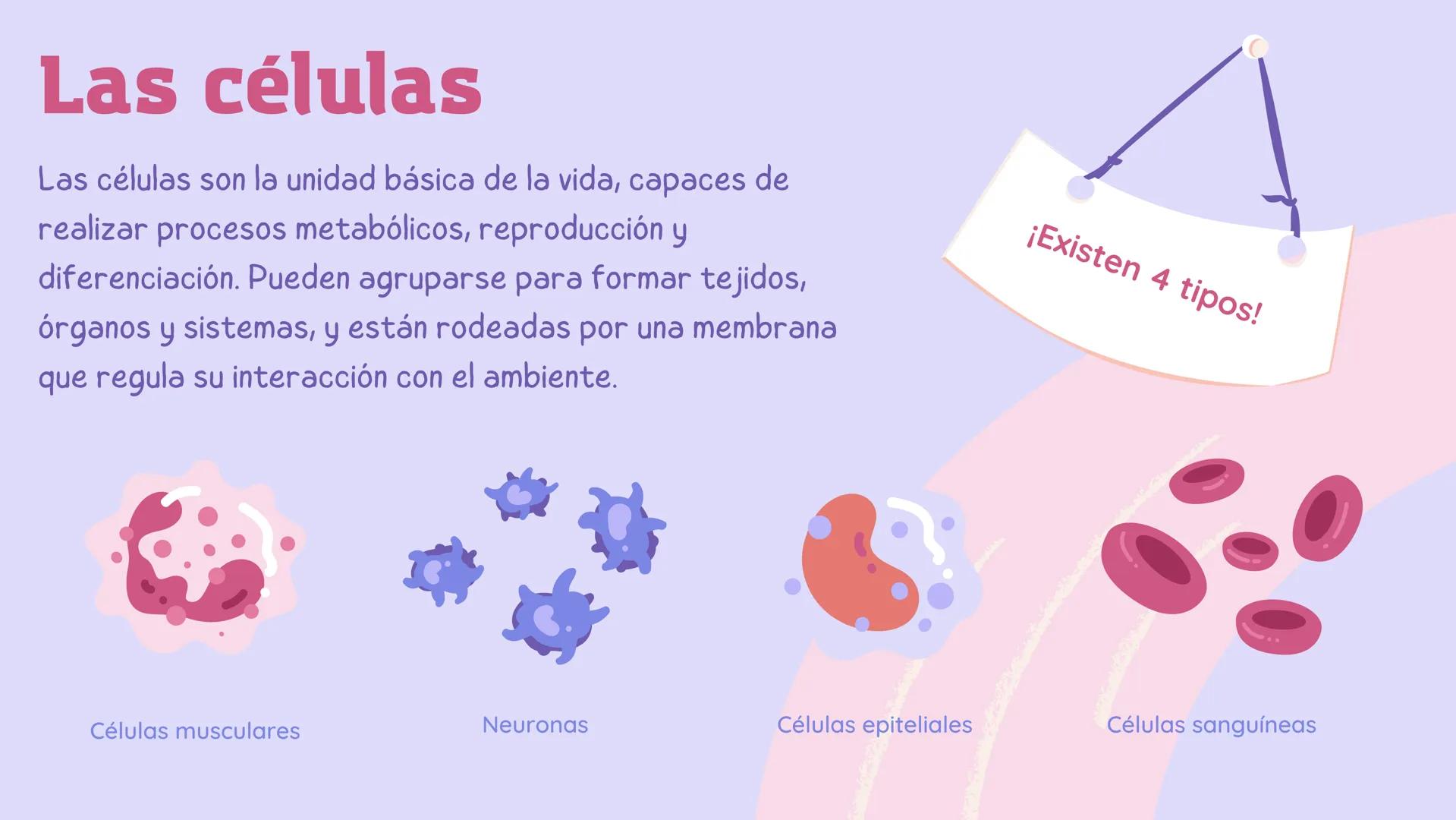 El
funcionamiento
del cuerpo
humano Contenidos
1. Conoce el cuerpo humano
2. ¿Qué ciencia lo estudia?
3. Las células
4. Los sistemas Conoce 