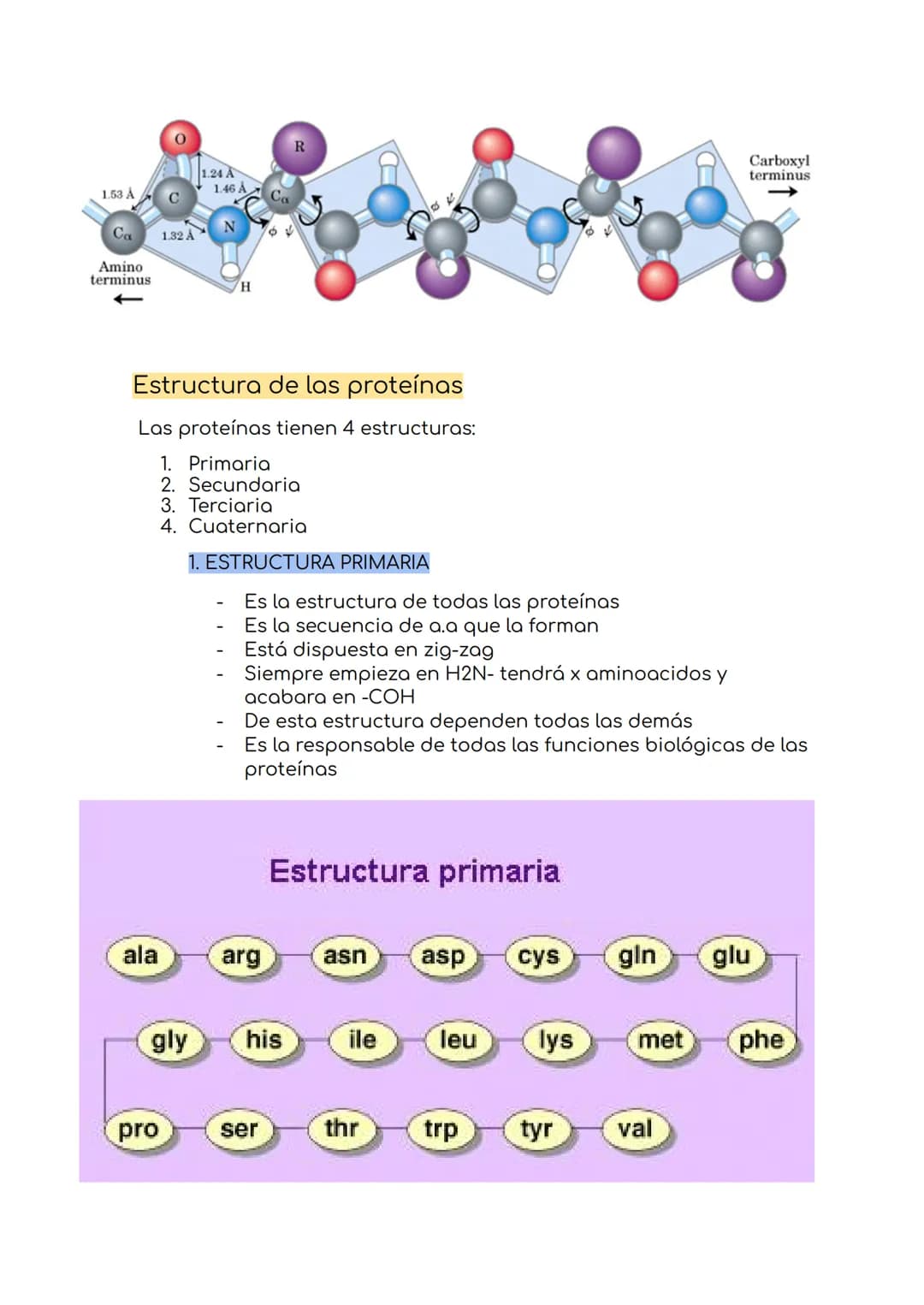 Proteínas
Son las moléculas -excepto el agua- más abundantes en el ser vivo.
Son polímeros lineales de aminoácidos.
O Están formadas princip