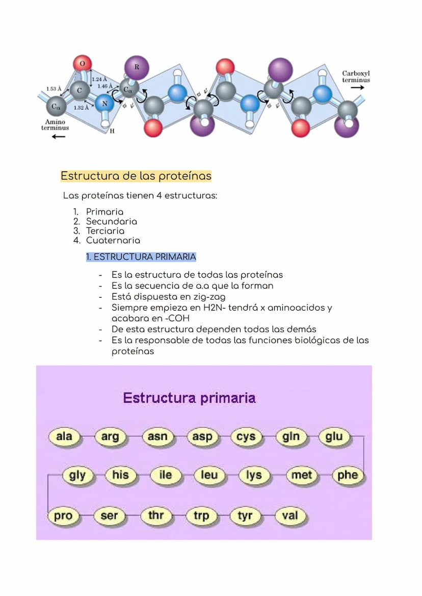 Proteínas
Son las moléculas -excepto el agua- más abundantes en el ser vivo.
Son polímeros lineales de aminoácidos.
O Están formadas princip