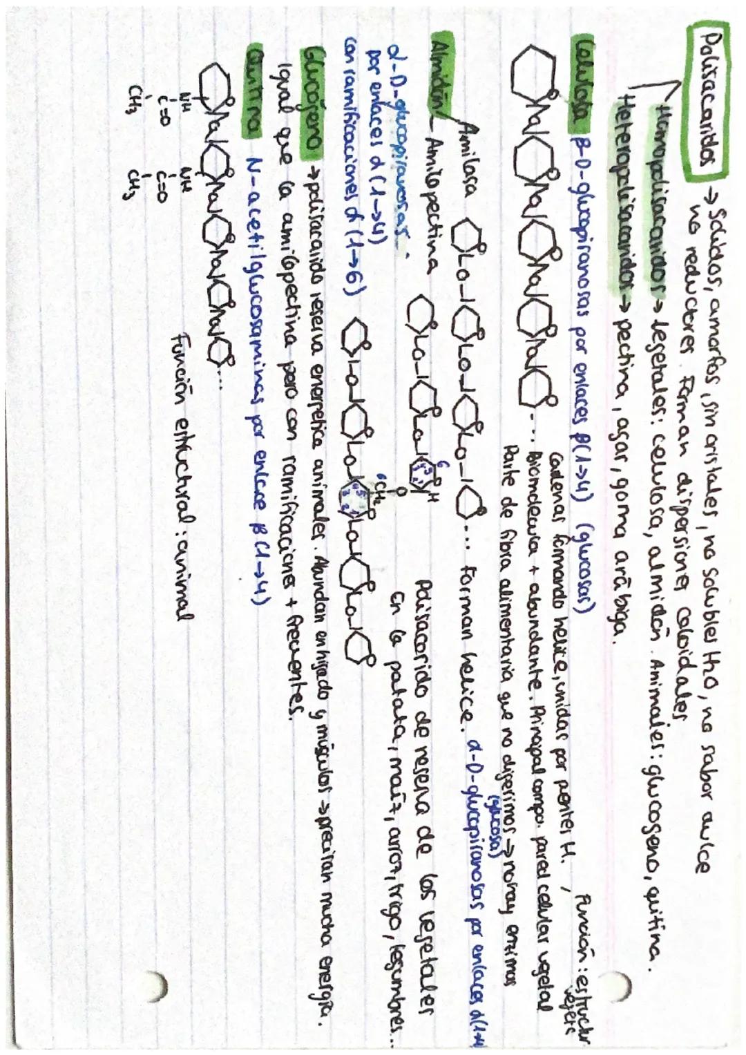 lo Hidrosolubles
to Reductores
Lo sabor dulce
Isometricos
0
LOS GLUCIDOS: Proteinal constituidas por C, Hy O.
Monosacaridos
lo solidocristal