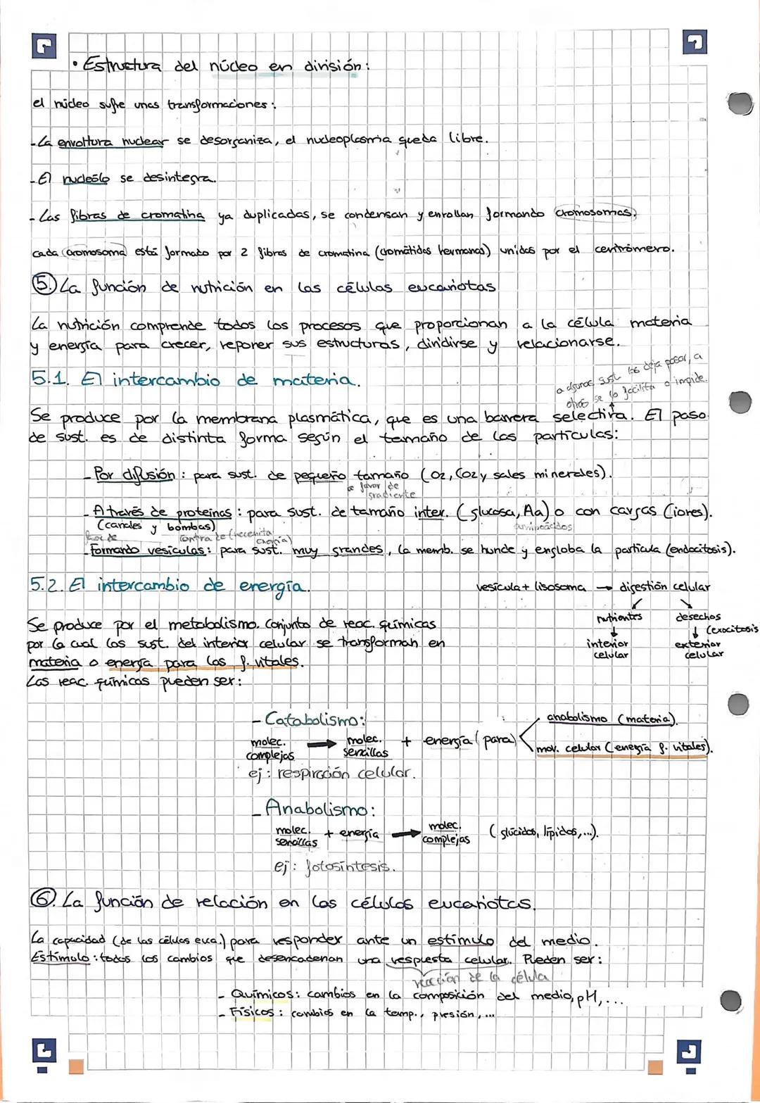 • Estructura del núcleo en división:
el núcleo sufre unes transformaciones.
-La envoltura nuclear se desorganiza, el nudeoplasmria queda lib