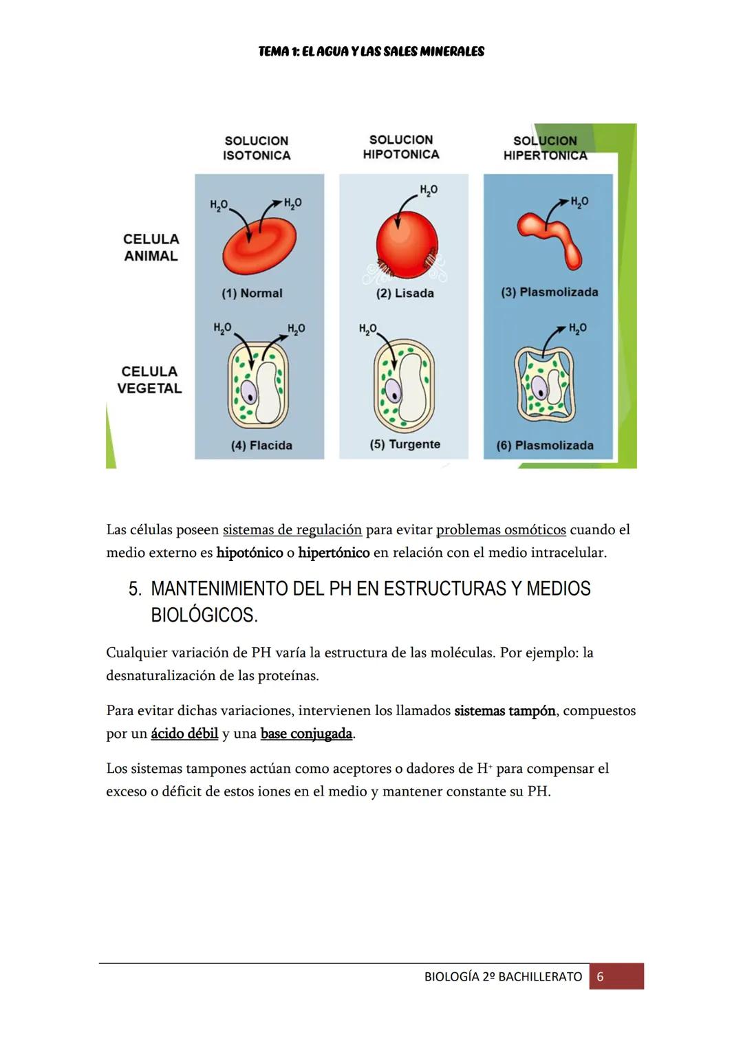 TEMA 1: EL AGUA Y LAS SALES MINERALES
1. EL AGUA EN LOS SERES VIVOS
El
agua es la molécula más abundante en los seres vivos (supone entre el