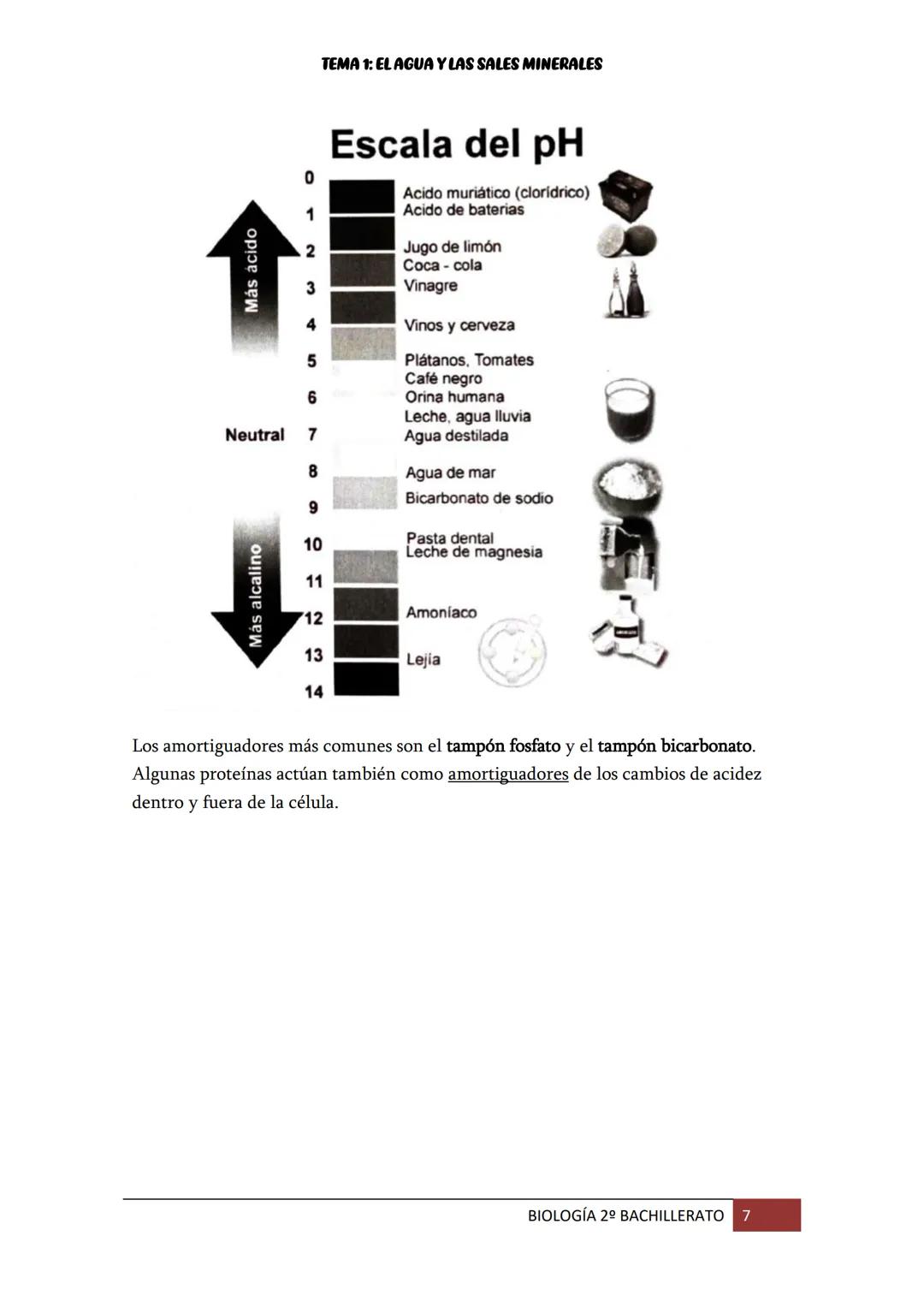 TEMA 1: EL AGUA Y LAS SALES MINERALES
1. EL AGUA EN LOS SERES VIVOS
El
agua es la molécula más abundante en los seres vivos (supone entre el