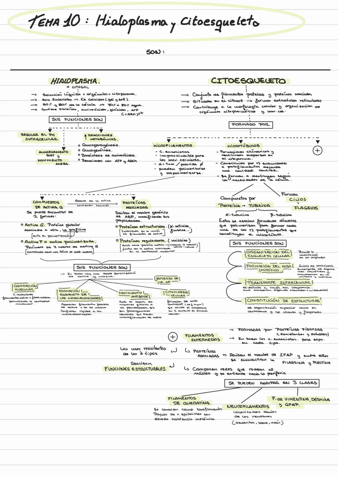TEMA 10: Hialoplasma y Citoesqueleto
->
HIALOPLASMA.
OCITOSOL
Soución Líquida + orgánulos citoplasma.
Sala Eucariatos -> Es calaidos (gel y 