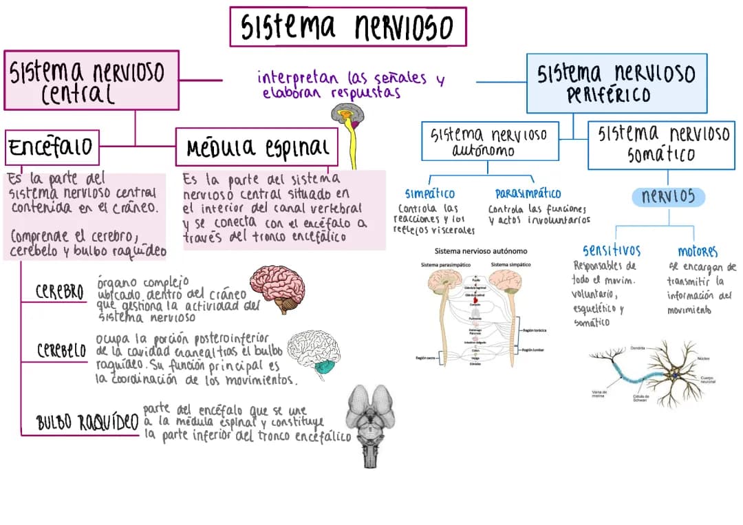 Esquema del Sistema Nervioso