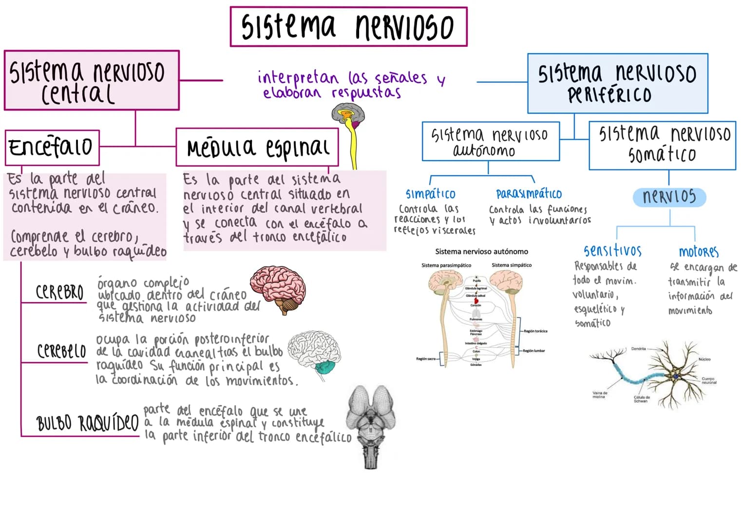 Sistema nervioso
Central
Encefalo
Es la parte del
Sistema nervioso central
contenida en el cráneo.
Comprende el cerebro,
cerebelo y bulbo ra
