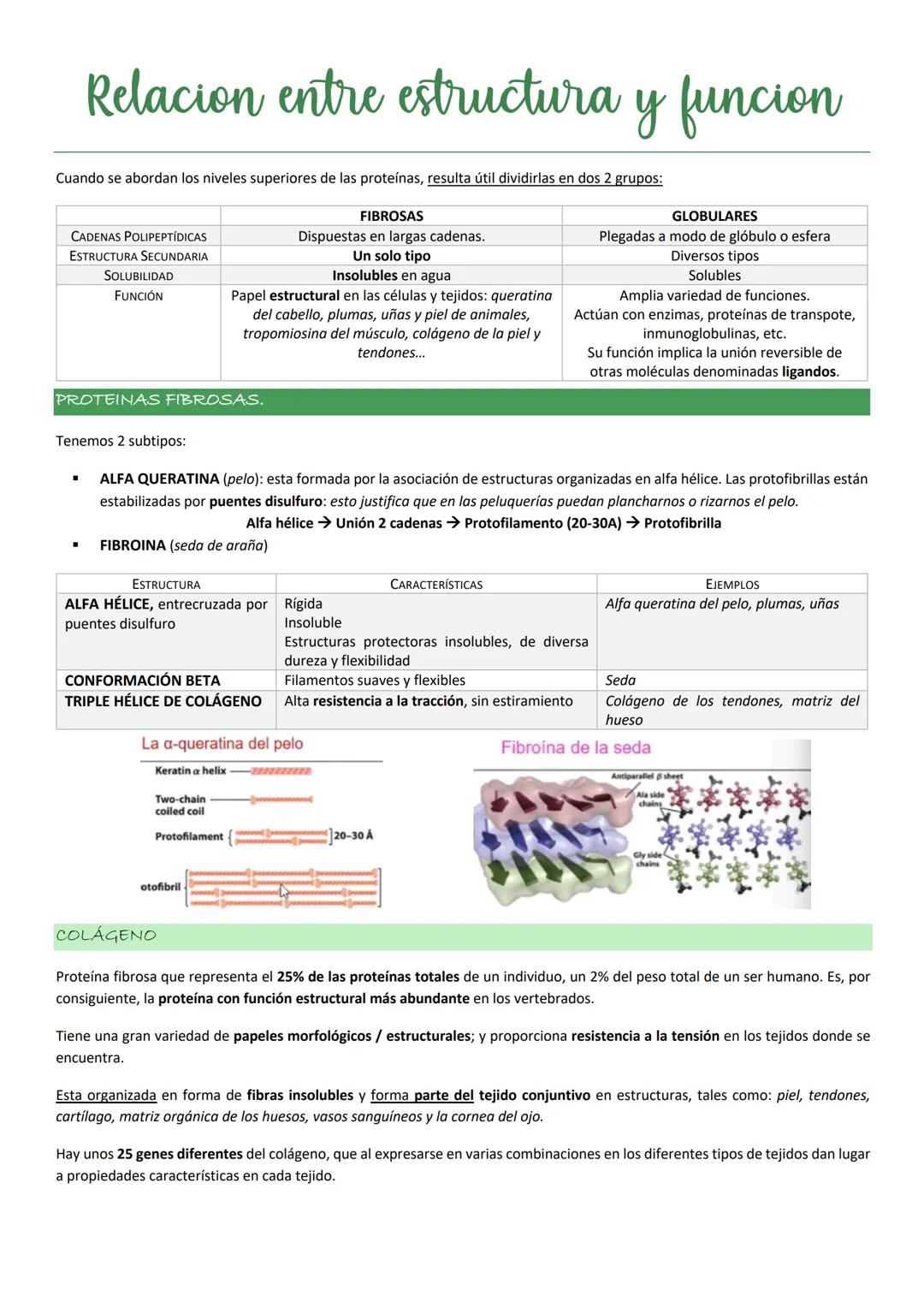 Tiene una composición de aa característica:

- 35% de los residuos de esta proteína son Gly.
- Elevada proporción de Pro
- Elevada proporció
