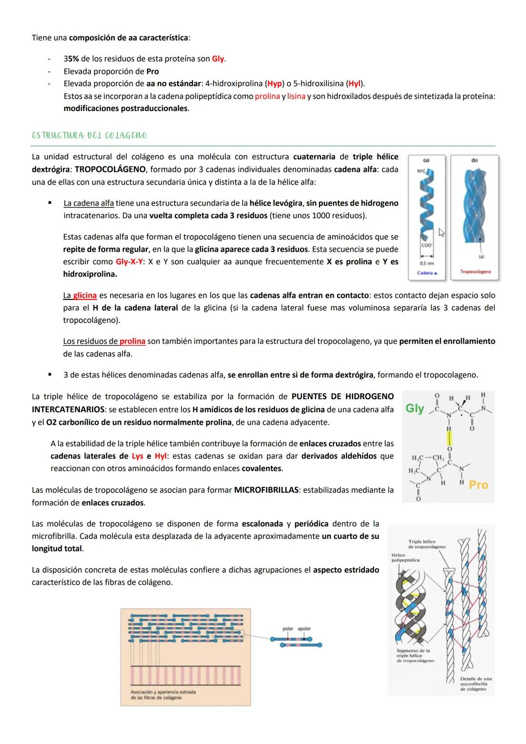Tiene una composición de aa característica:

- 35% de los residuos de esta proteína son Gly.
- Elevada proporción de Pro
- Elevada proporció