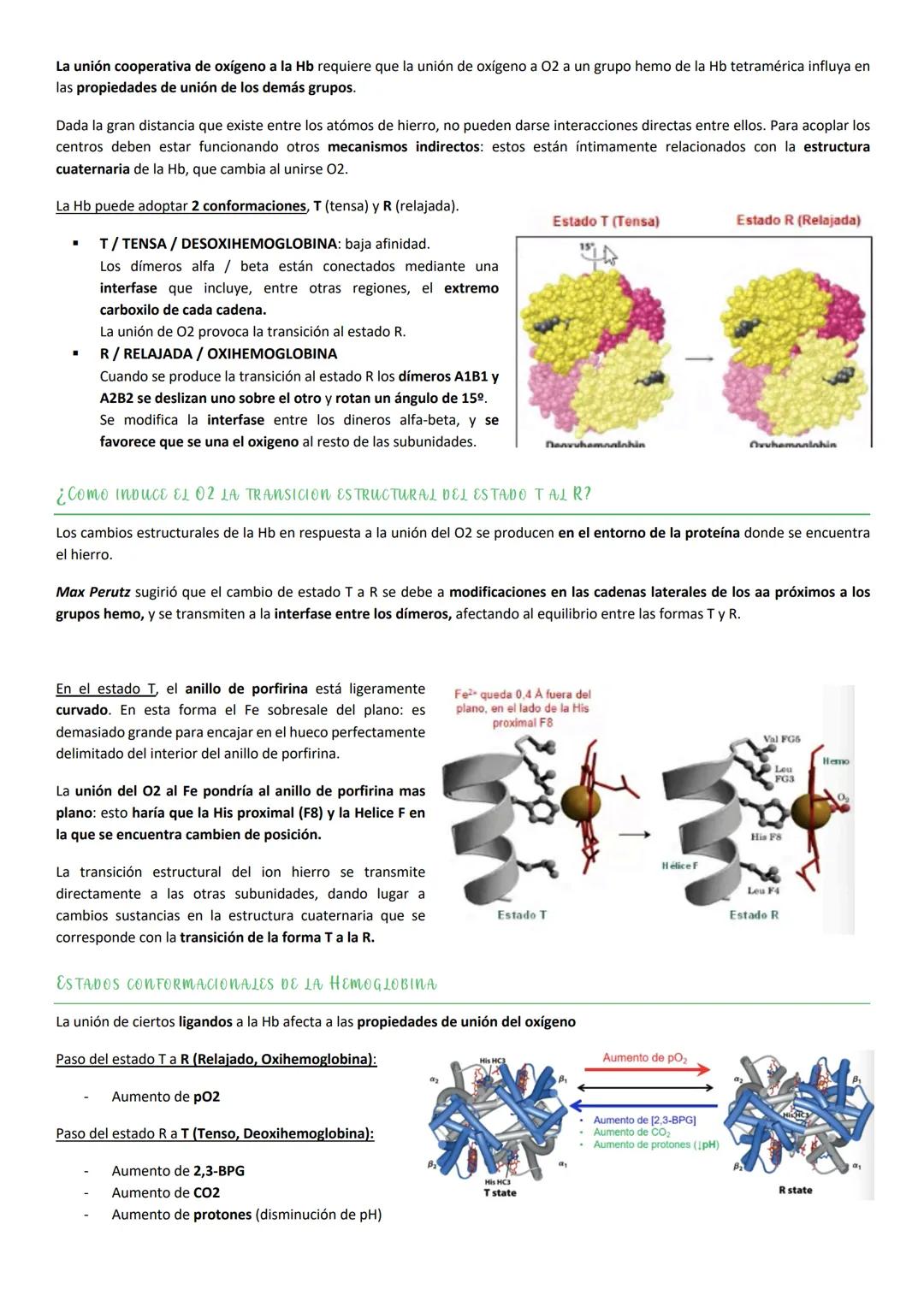 Tiene una composición de aa característica:

- 35% de los residuos de esta proteína son Gly.
- Elevada proporción de Pro
- Elevada proporció