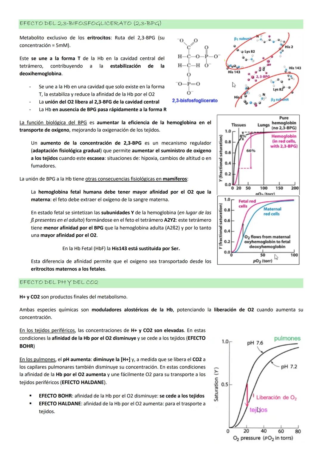Tiene una composición de aa característica:

- 35% de los residuos de esta proteína son Gly.
- Elevada proporción de Pro
- Elevada proporció