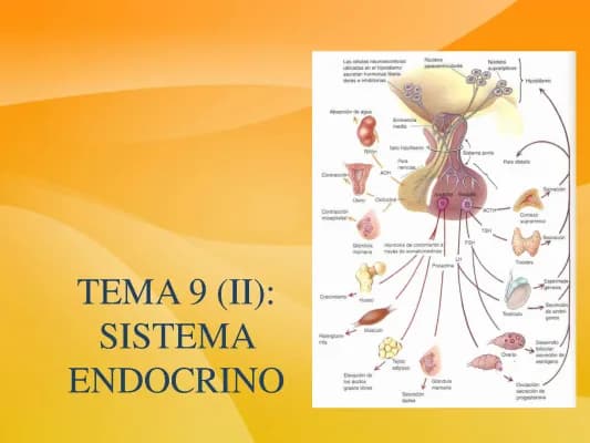 Know Sistema Endocrino thumbnail