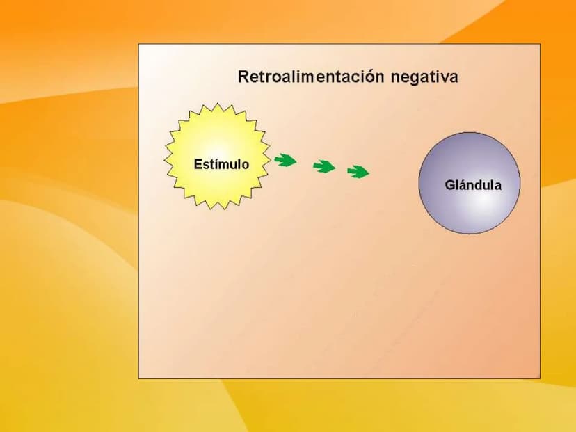 TEMA 9 (II):
SISTEMA
ENDOCRINO
Las células neurosecretoras
ubicadas en el hipotalamo
secretan hormonas libera-
doras e inhibitorias
Absorció